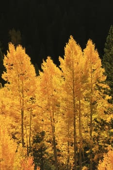 Aspen trees with fall color, San Juan National Forest, Colorado, USA