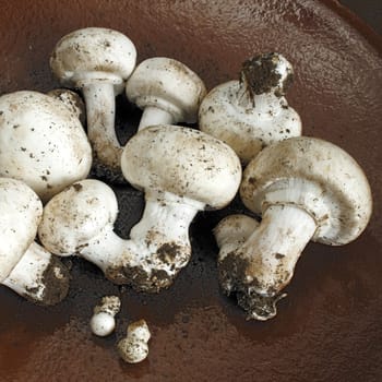 Fresh champignon on the ceramic plate