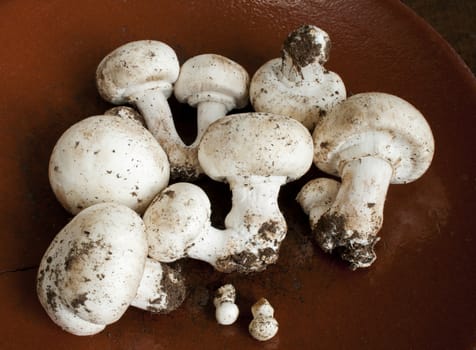 Fresh champignon on the ceramic plate