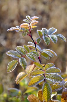 Hoarfrost on a dogrose branch