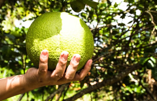 Green pomelo fruit and Hand