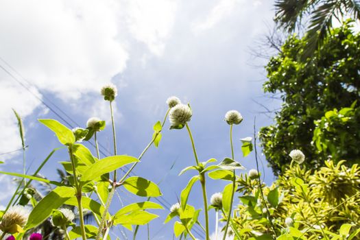 White  globe amaranth or bachelor button flower and blue sky.