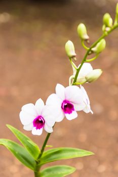 Beautiful orchid flowers in garden ,Nature in Thailand