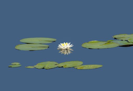 This single water lily bloom and reflection give a star like look. The water background has been smoothed.
