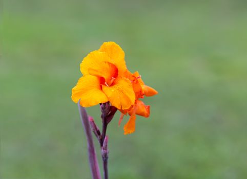 Also known as a Sword Lily, the focus is on the very center of the Gladiolus bloom which is isolated on a grass brokeh.