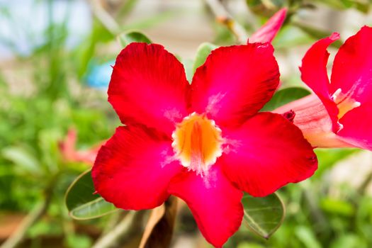 Red desert rose flower close up and flowers at backgroud