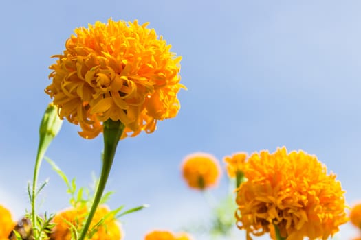 Marigolds flowers and blue sky in garden ,Thailand