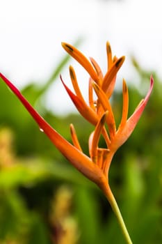 Heliconia flower blossom in garden on flowers at backgroud