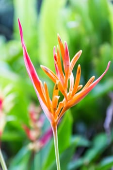 Heliconia flower blossom in garden on flowers at backgroud