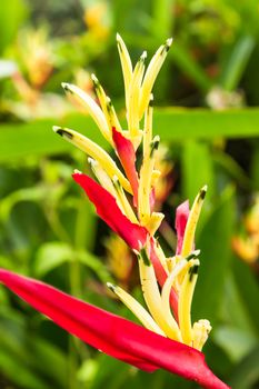 Heliconia flower blossom in garden on flowers at backgroud