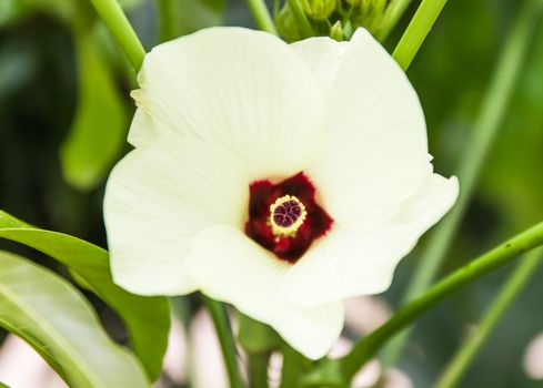 Roselle or Jamaica flower, Hibiscus sabdariffa. used to make Thai food.