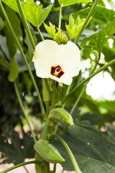 Roselle or Jamaica flower, Hibiscus sabdariffa. used to make Thai food.