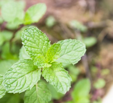 Fresh green mint ,Fresh mint growing.