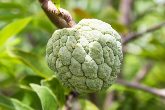 Custard Apple  close up on a tree