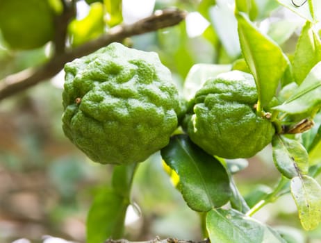 Kaffir Lime or Bergamot fruit on tree