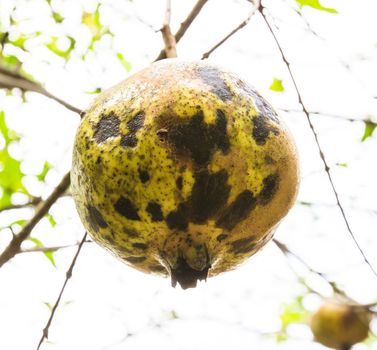 Pomegranate fruit on tree