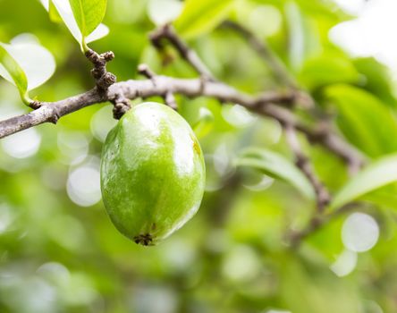 Fresh garcinia (madan) fruit on the tree, The tropical Thai herb in Thailand.