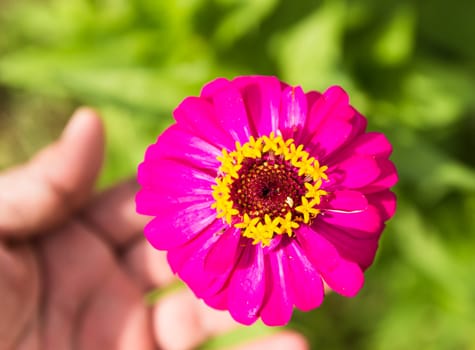 Zinnia pink flower  - Zinnia of the family Asteraceae.