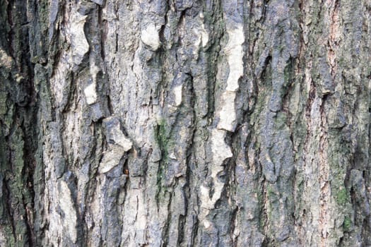 Tree Bark. Detailed.Texture effect. Background