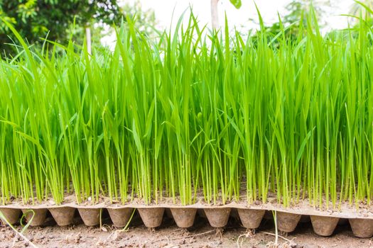 Young rice sprout in the box of nursery tray ready to growing in the rice field of Thailand in Southeast Asia.