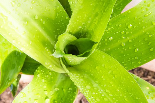 Water drop on green sacred  leaf in Thailand, Houseplant