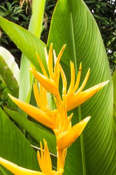 Heliconia flower in garden