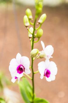 Beautiful orchid flowers in garden ,Nature in Thailand