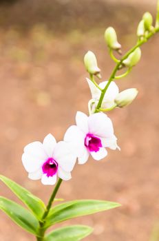 Beautiful orchid flowers in garden ,Nature in Thailand