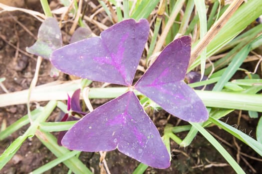 Purple sacred leaf photo on flowers at backgroud