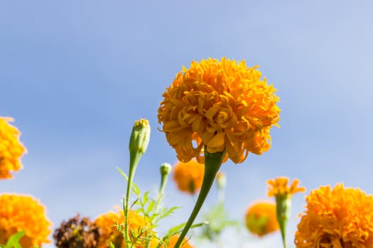 Marigolds flowers and blue sky in garden ,Thailand