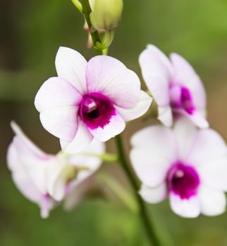 Beautiful orchid flowers in garden ,Nature in Thailand