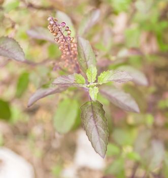 Red basil on garden backgroud in Thailand