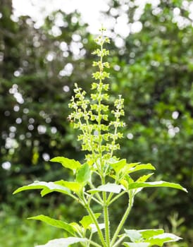 Flower spike on a basil herb plant