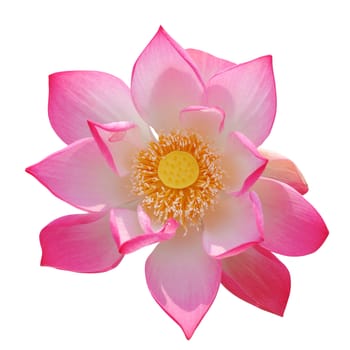 Opened pink lotus isolated on white background