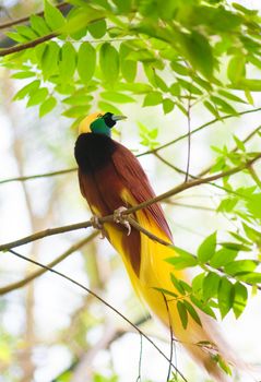 Bird of paradise in the jungle. One Of the most exotic birds in Papua New Guinea.