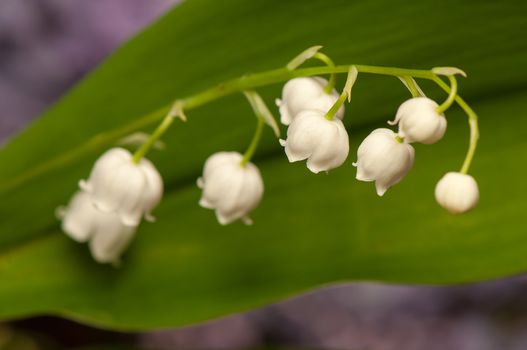 lily of the valley