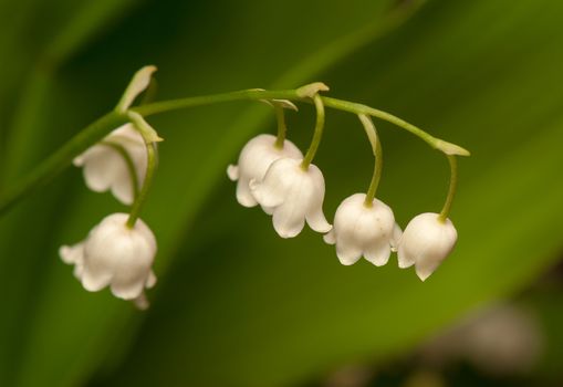 lily of the valley