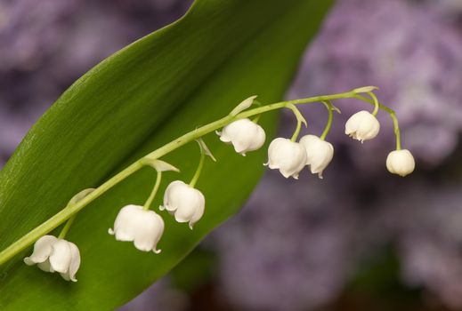 lily of the valley