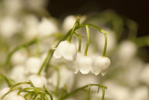 lily of the valley