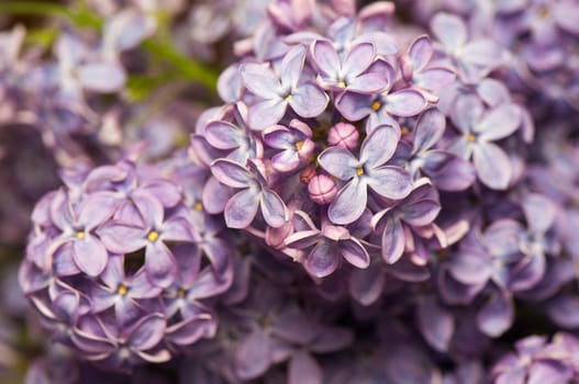 Lilac