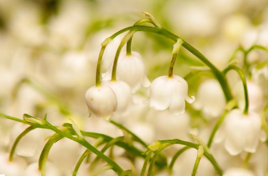 lily of the valley