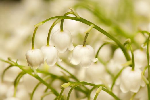 lily of the valley