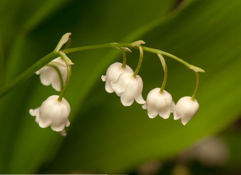 lily of the valley