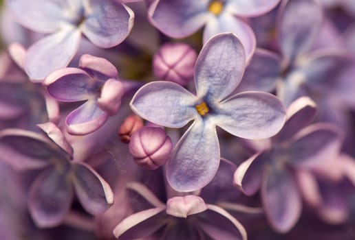 Lilac