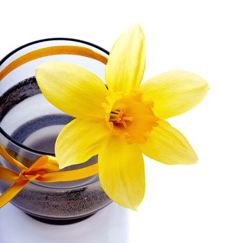 Narcissus flower in a vase. Narcissus flower. Yellow flower. Flower on a white background. Spring flower.