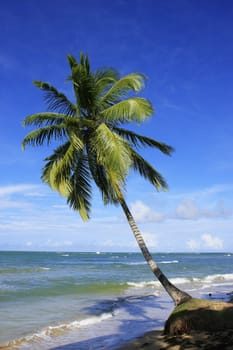 Leaning palm tree at Las Terrenas beach, Samana peninsula, Dominican Republic