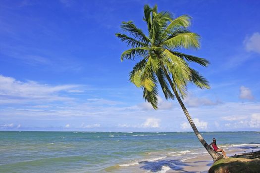 Leaning palm tree at Las Terrenas beach, Samana peninsula, Dominican Republic