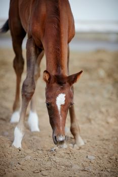 Portrait of a brown foal. Muzzle of a foal. Brown foal. Small horse. Foal with an asterisk on a forehead.