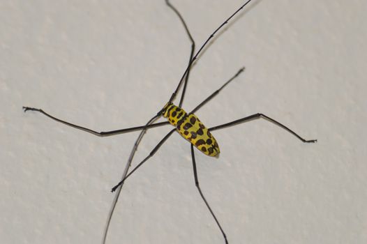 Cerambycidae or Longhorn Beetle. Thailand, Chonburi, Naklua area. 2013.