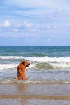 Dog on the beach